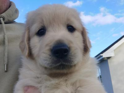 Adorable Golden Retriever Puppies. Family Raised & Ready for New Homes