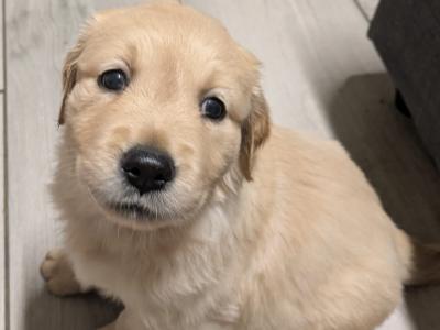 Adorable Golden Retriever Puppies. Family Raised & Ready for New Homes