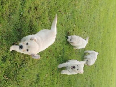 Adorable Golden Retriever Puppies. Family Raised & Ready for New Homes