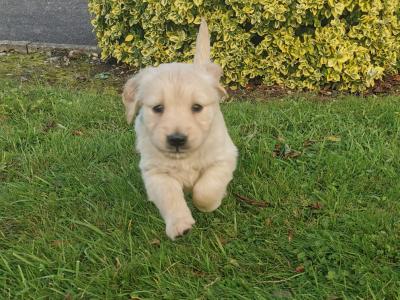 Adorable Golden Retriever Puppies. Family Raised & Ready for New Homes