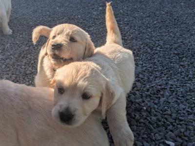 Adorable Golden Retriever Puppies. Family Raised & Ready for New Homes