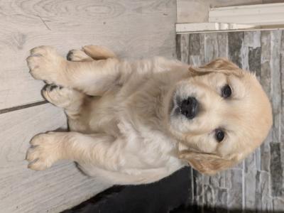 Adorable Golden Retriever Puppies. Family Raised & Ready for New Homes