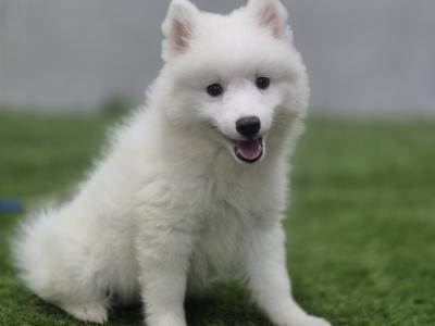 Japanese Spitz puppies