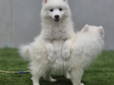 Japanese Spitz puppies