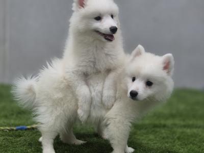 Japanese Spitz puppies