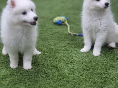 Japanese Spitz puppies