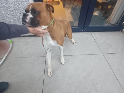 Purebred male Boxer, IKC Reg.