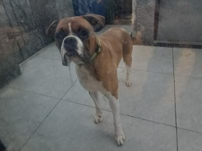 Purebred male Boxer, IKC Reg.