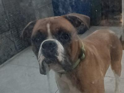 Purebred IKC Registered male Boxer puppy 14 months old in Clare