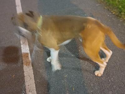 Purebred male Boxer, IKC Reg.