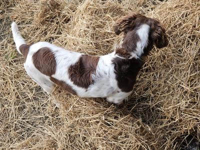 Stud Springer Spaniel