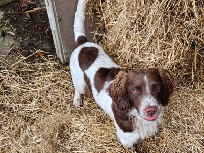 Stud Springer Spaniel