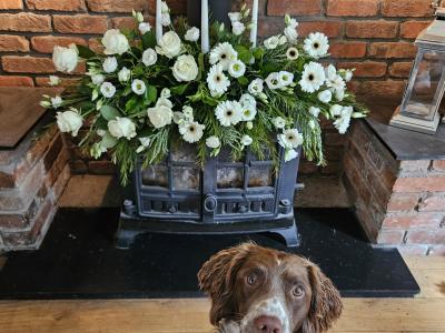 Stud Springer Spaniel