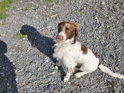Stud Springer Spaniel