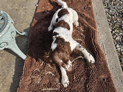 Stud Springer Spaniel