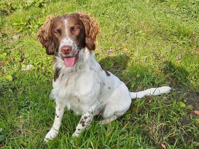 Stud Springer Spaniel
