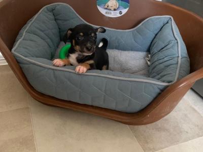 Full breed Chihuahua puppies