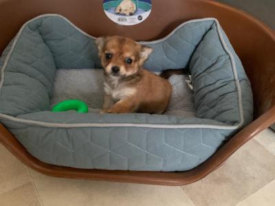 Full breed Chihuahua puppies