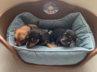 Full breed Chihuahua puppies