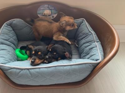 Full breed Chihuahua puppies