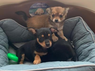 Full breed Chihuahua puppies