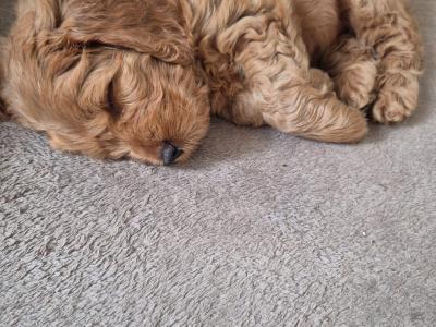 Cockapoo puppies in Meath