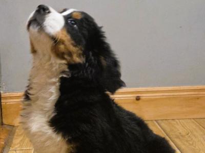 IKC Registered Pedigree Bernese Mountain Dog puppies for sale in Tipperary