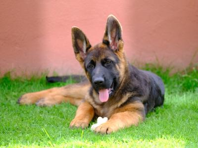 Special female German Shepherd puppy, IKC Registered in Tipperary