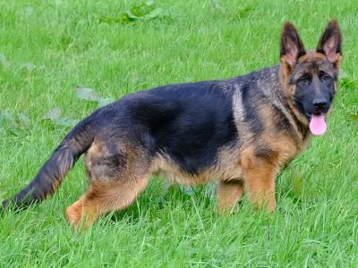 Special female German Shepherd puppy, IKC Registered in Tipperary