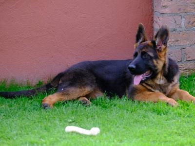 Special female German Shepherd puppy, IKC Registered in Tipperary