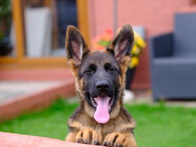 Special female German Shepherd puppy, IKC Registered in Tipperary