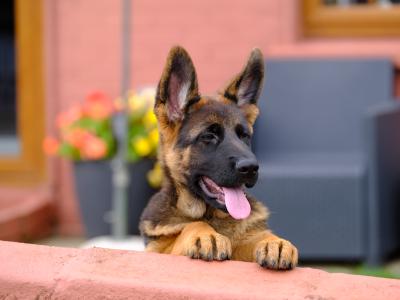Special female German Shepherd puppy, IKC Registered in Tipperary