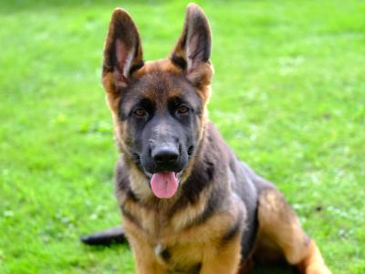 Special female German Shepherd puppy, IKC Registered in Tipperary