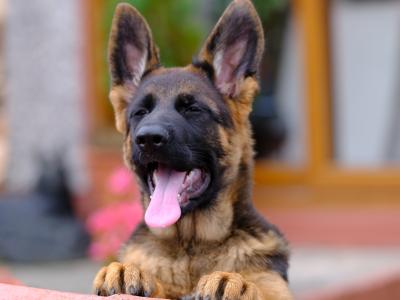 Special female German Shepherd puppy, IKC Registered in Tipperary