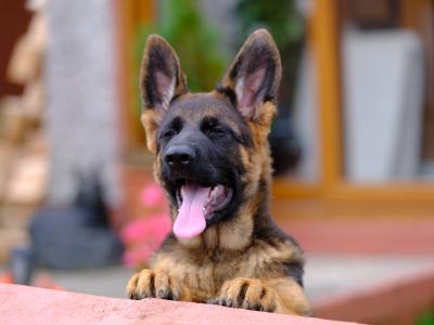 Special female German Shepherd puppy, IKC Registered in Tipperary