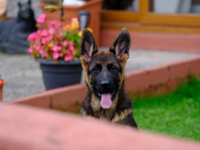 Special female German Shepherd puppy, IKC Registered in Tipperary