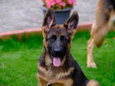 Special female German Shepherd puppy, IKC Registered in Tipperary