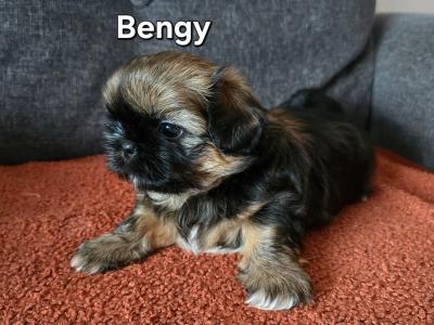 Shih Tzu puppies in Monaghan