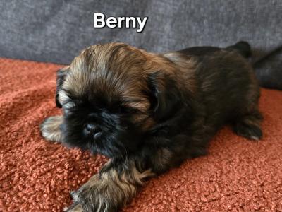 Shih Tzu puppies in Monaghan