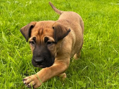 Irish Wolfhound/Labrador x Belgian Shepherd puppies in Meath (Only 1 left)