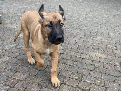 Irish Wolfhound/Labrador x Belgian Shepherd puppies in Meath (Only 1 left)