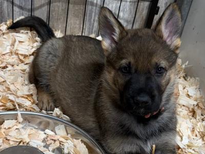 Working Line German Shepherd puppies in Armagh