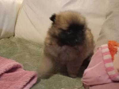 Purebred Pomeranian puppies in Wexford