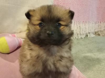 Purebred Pomeranian puppies in Wexford