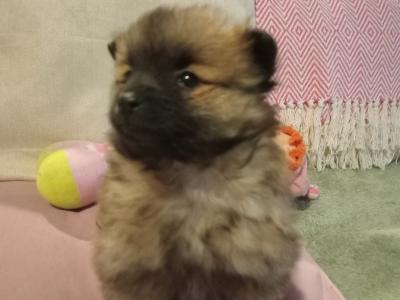 Purebred Pomeranian puppies in Wexford