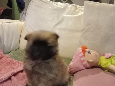 Purebred Pomeranian puppies in Wexford