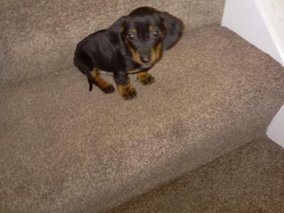 Miniature Dachshund puppy