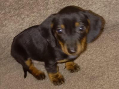 Smooth hair miniature male Dachshund puppy