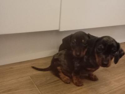 Male Dachshund puppy