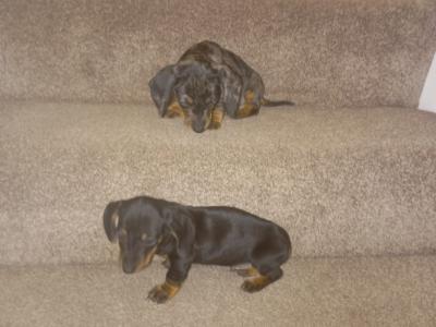 Miniature Dachshund puppy